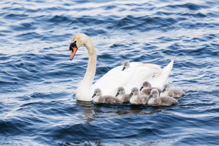 Mother Swan’s Favorite Cygnet Rides on Her Back