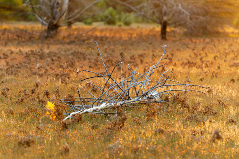 Golden Field with Fallen Tree
