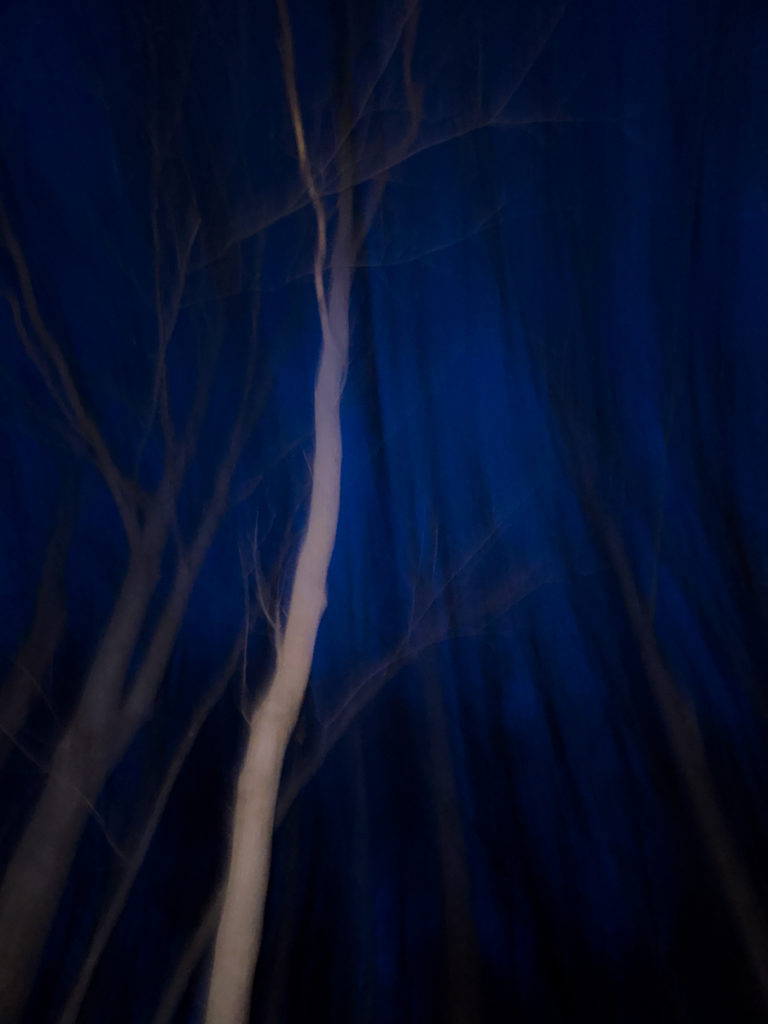 Eerie Trees Shrouded in Darkness