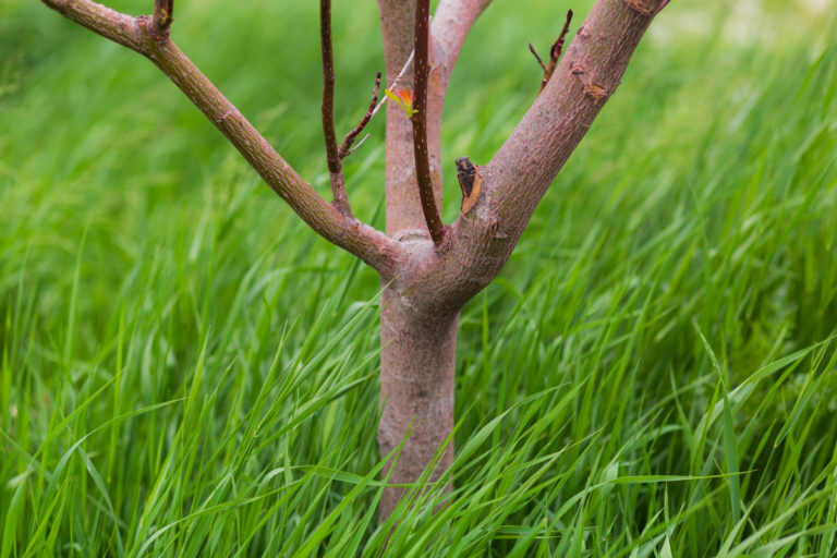 Young Tree Trunk Amid Vibrant Green Grass
