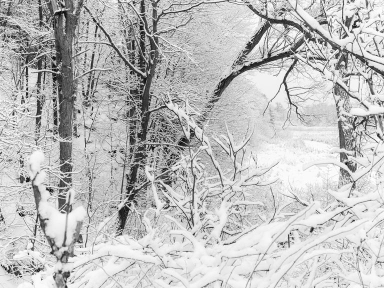 Snow-Laden Forest in Winter Stillness