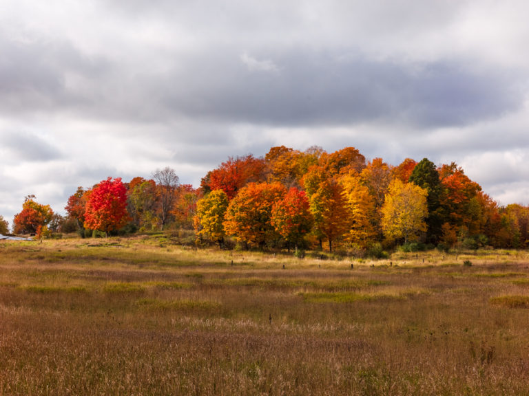 Autumn Foliage Under Overcast Skies