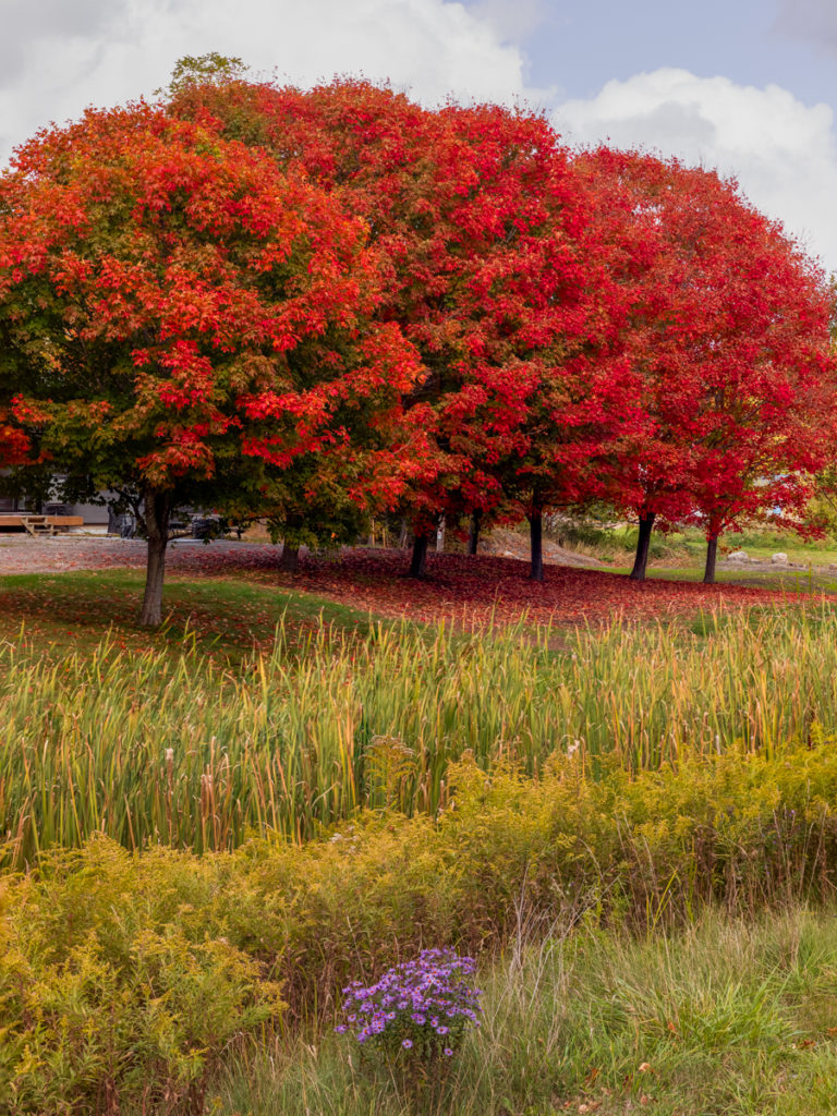 Bright Red Autumn Trees in a Residential Front Yard