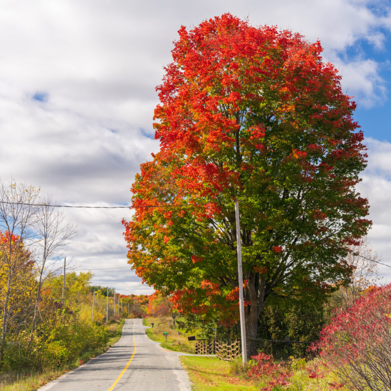 Red and Green Maple Tree Along a Country Road