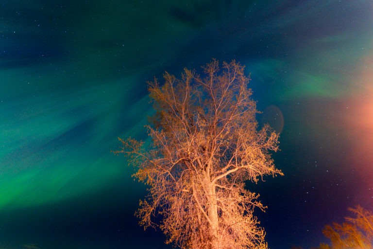 Illuminated Tree Under Northern Lights