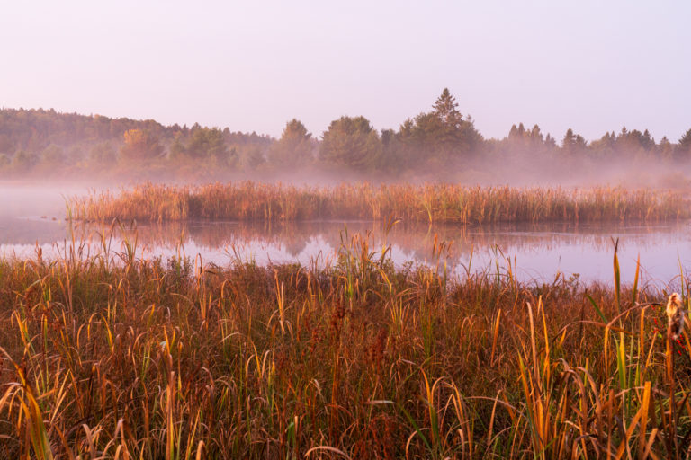 Misty Morning Reflections on a Quiet Wetland