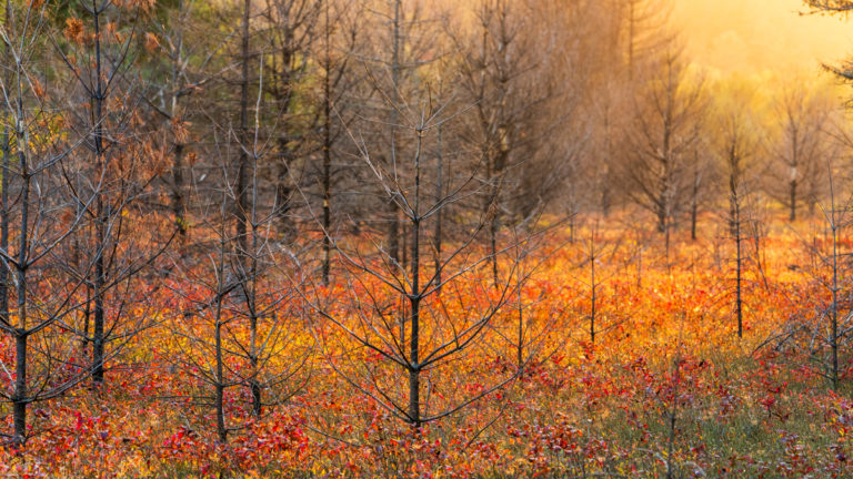 Autumn Glow Through Bare Trees
