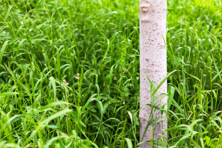 White Tree Trunk Amid Vibrant Green Grass