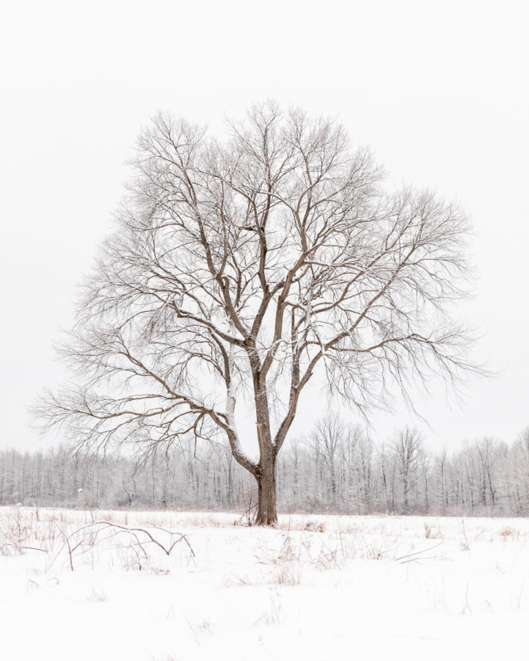 Lone Tree in a Winter Silence