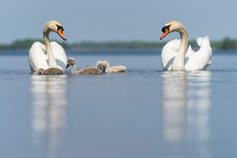 Mute Swans and Cygnets on the Waters of the Thousand Islands