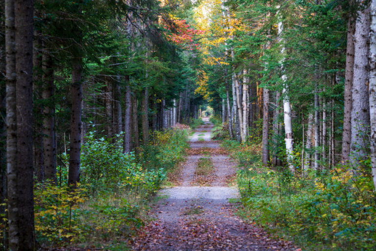 Autumn Path Through Algonquin Forest