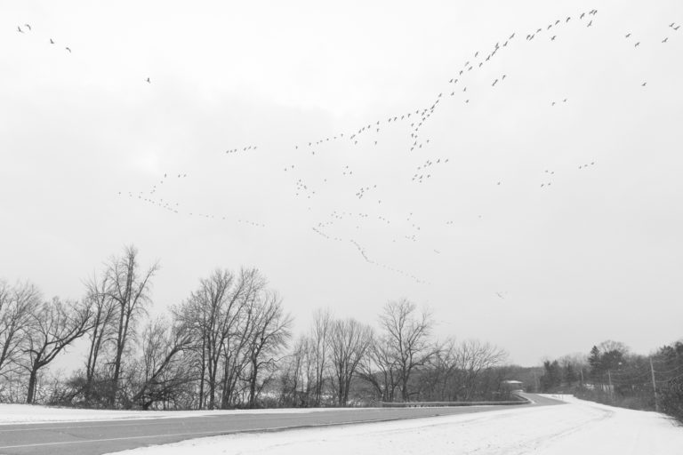 Early Signs of Spring as Birds Migrate Over Snowy Road