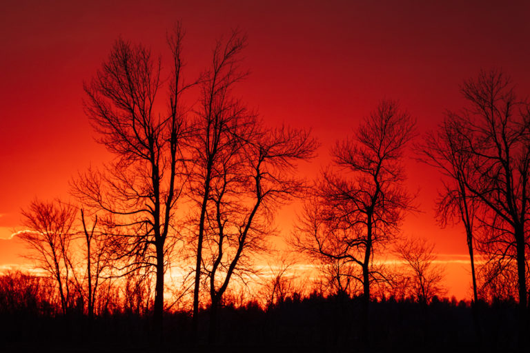 Bare Trees Silhouetted Against Fiery Red Sunset