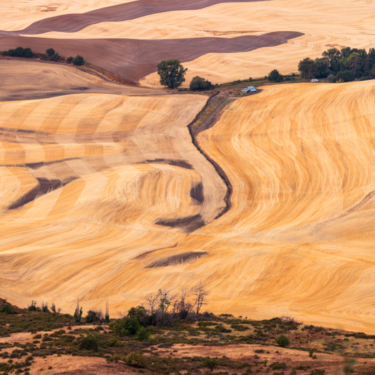 Curved Plow Lines in the Golden Fields of Palouse