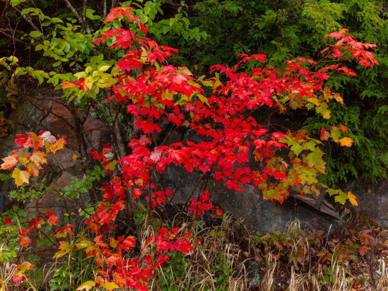 Red Maple Leaves Against Autumn Undergrowth