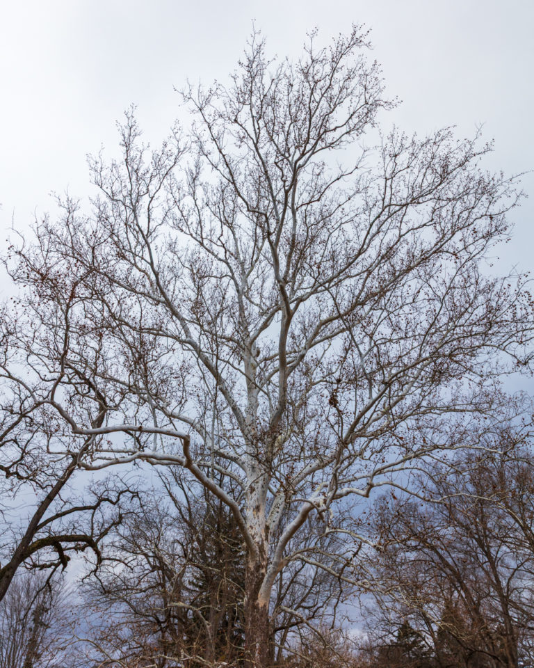 Sycamore Tree in Winter