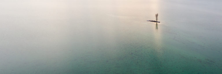 Solitary Tree on a Tiny Island