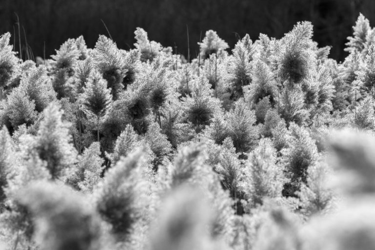 Dried Reeds in Natural Light
