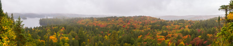 Misty Autumn Canopy in Algonquin Park