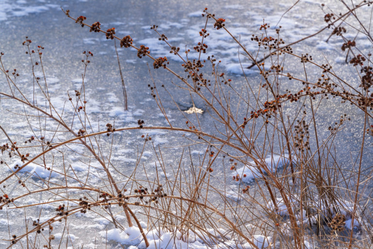 Berries in the Stillness of Deep Winter