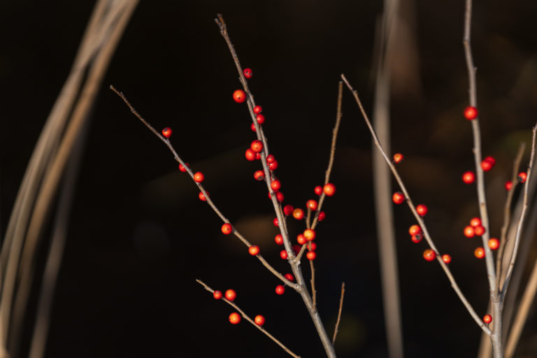 Winterberry Branches with Bright Red Berries