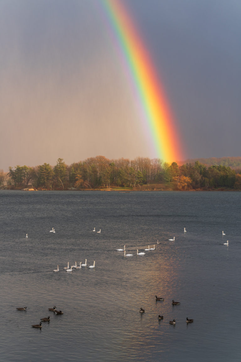 Rainbow Over River With Swans and Geese