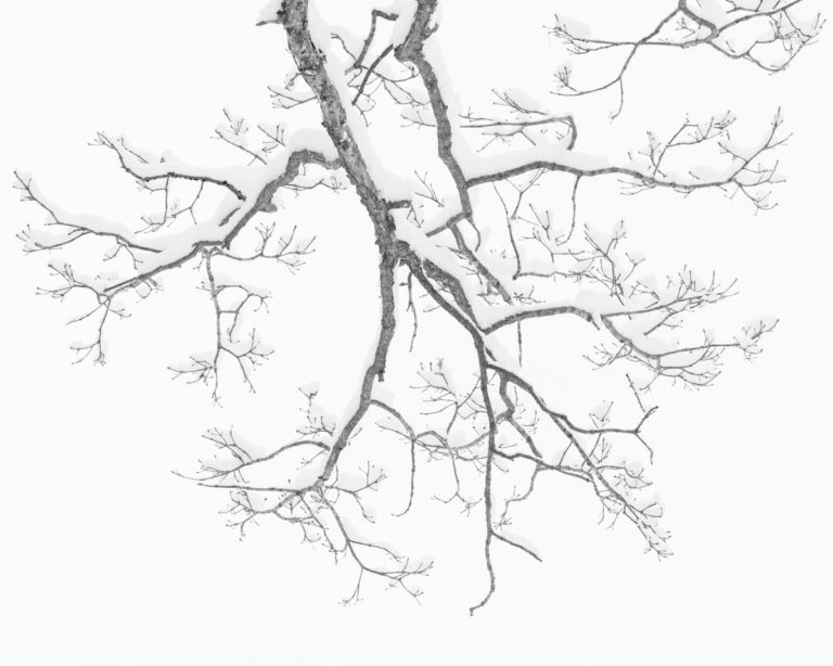 Fractal Branches in a Minimalist Winter Scene