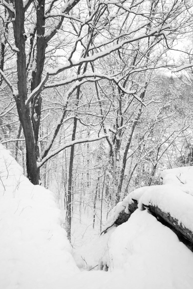 Snow-Laden Trees Above Forest Drop-Off