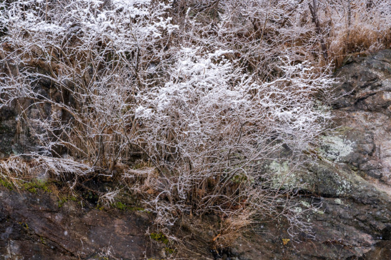 Snow-Dusted Shrubs Against Cliff in 1000 Islands