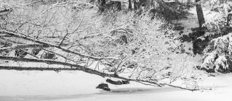 Snow-Laden Branches Along the Saint Lawrence River