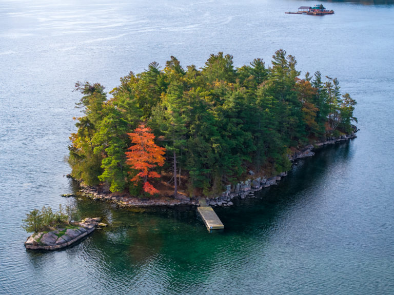Brilliant Autumn Tree Among Dense Island Pines