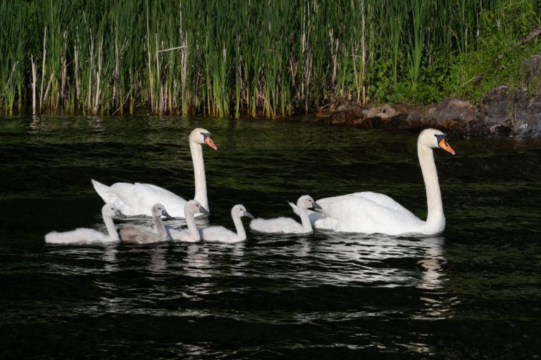 Mute Swan Family on Saint Lawrence River in Ontario
