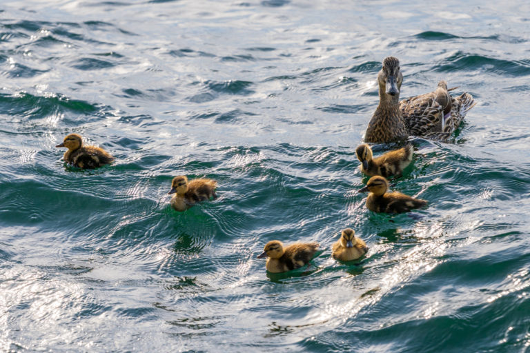 Mother Duck Watches Over Her Ducklings