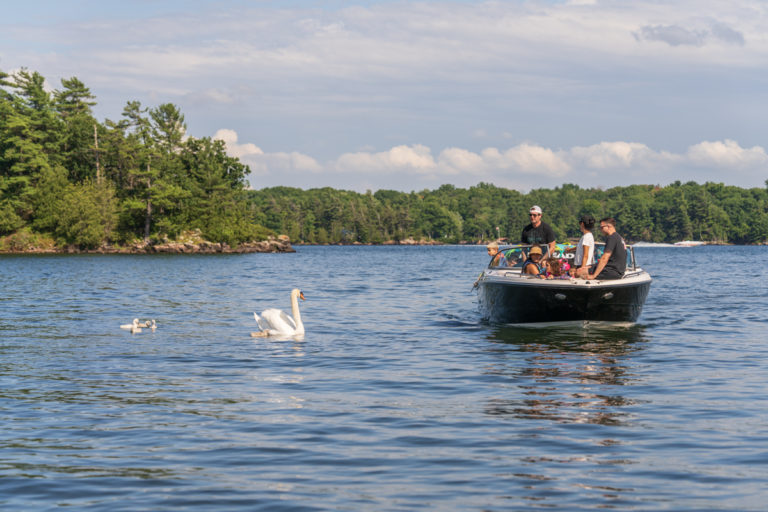 Boating Family Encounters Swans on the St. Lawrence