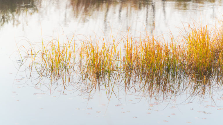 Golden Reeds Reflected on Still Autumn Water