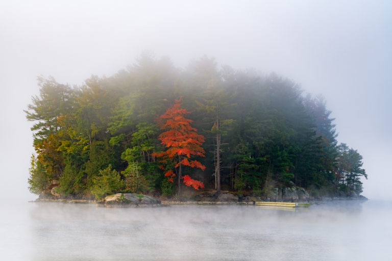 One Hour: Red Tree Aligned in Fog