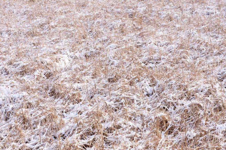 Tangled Simplicity Beneath the Snow