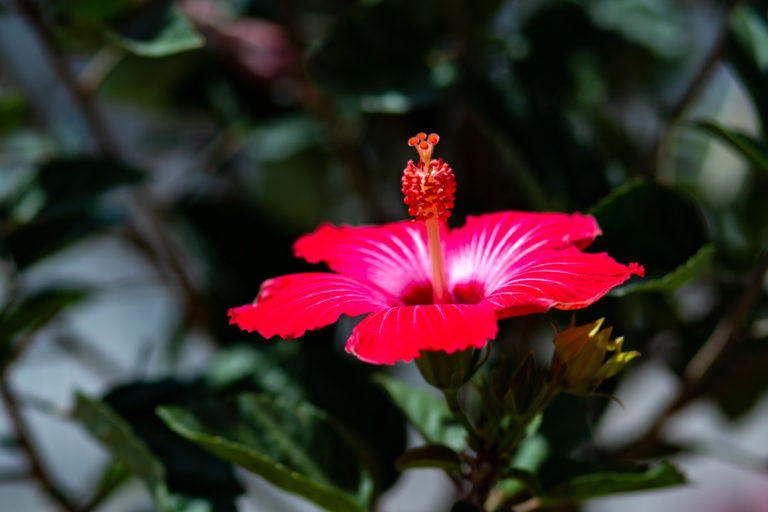 Red Hibiscus Flower Close-up