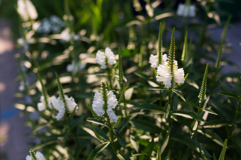 White Obedient Plant Flowers in Summer Light