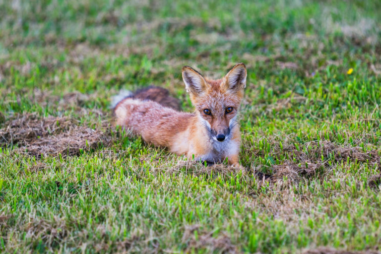 Red Fox Resting in Freshly Mown Grass