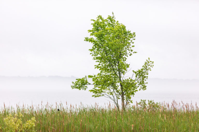 Tranquil Tree on a Misty Morning
