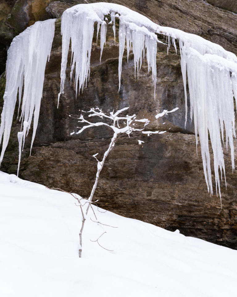 Icicles Above a Snow-Covered Sapling