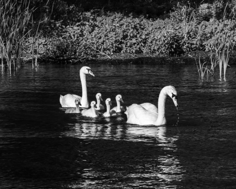 Black and White Photo of Swan Family on Water