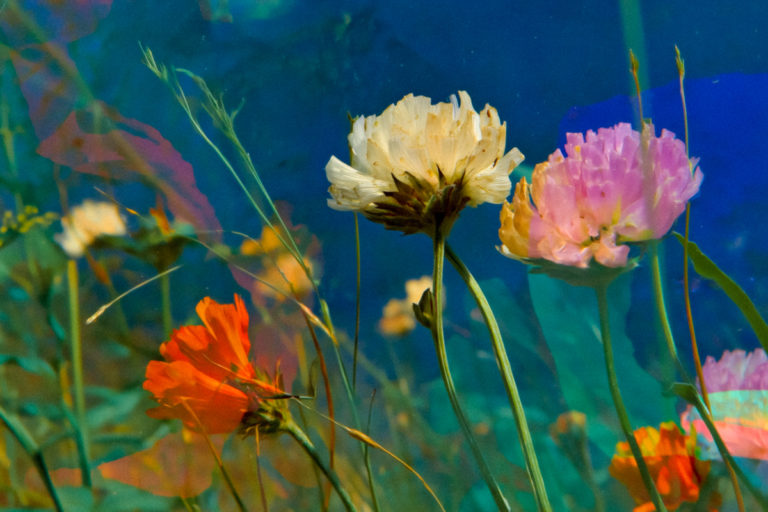 Between Life and Decay