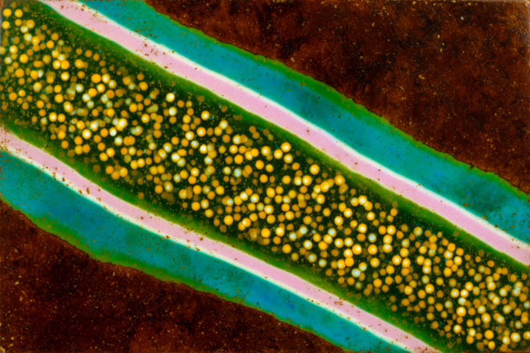 Yellow Bursts in a Verdant Stripe