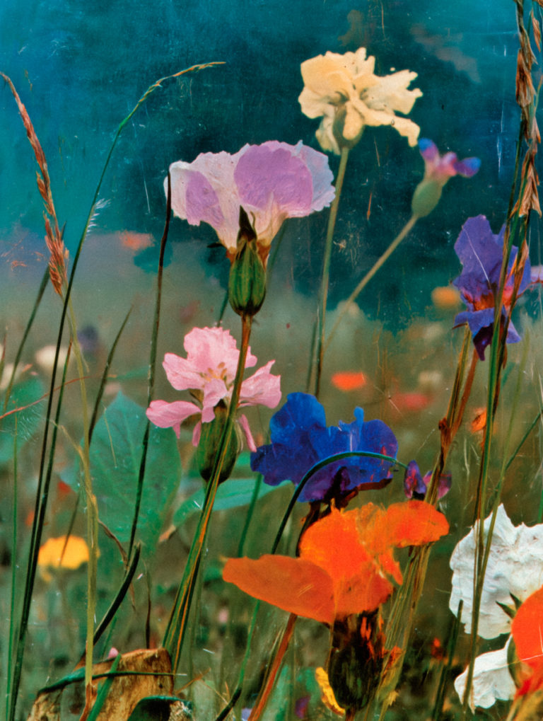 Yesterday’s Garden Is Still Dreaming