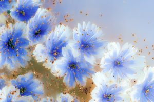 Blue Chicory Flowers with Falling Golden Dust