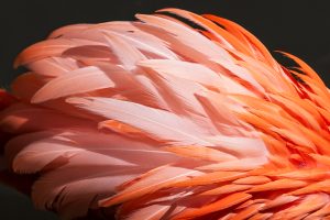Tension and Grace in Coral