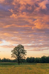 Lone Tree Beneath Glowing Evening Sky