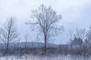 Solitary Tree in a Quiet Winter Field